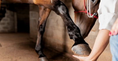 Curso de Fisioterapia Equina + IA