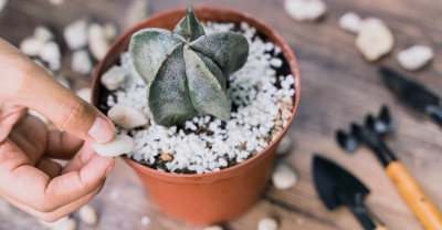 Cultivo y Cuidados de Cactus y Suculentas + IA (Premium con Doble Certificación)