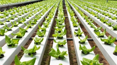 Capacitación en Producción Vegetal Intensiva