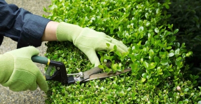Mantenimiento de Espacios Verdes + IA