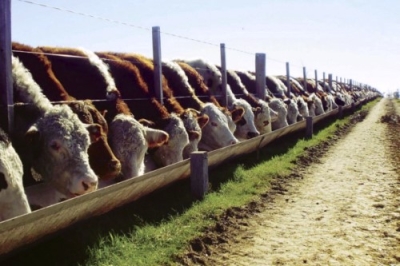 Técnico Auxiliar en Feedlot y Ganadería Profesional + IA