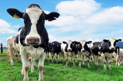 Técnico Auxiliar en Producción animal + IA