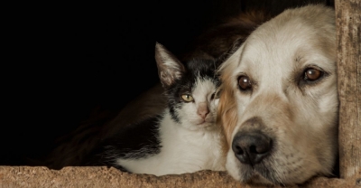 Curso de Sanidad, Ropa y Pastelería Canina y Felina + IA