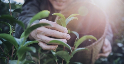 Aprovechamiento y Conservación del Medio Natural + IA (Premium con Doble Certificación)