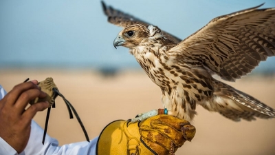 Capacitación en Aves Rapaces