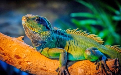 Certificación en Herpetología. Reptiles y Anfibios + IA