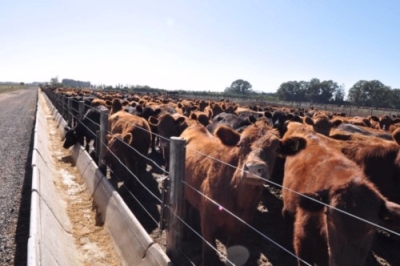 Diseño y Construcción de Instalaciones de Feedlot con nu...