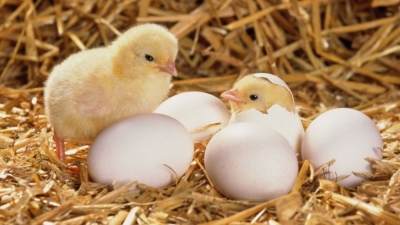 Curso de Producción de Huevos e Incubación de Pollitos B...