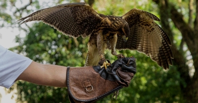 Adiestramiento de Aves Rapaces + IA