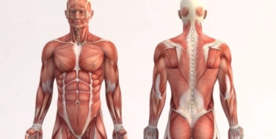 Capacitación en Anatomía Humana