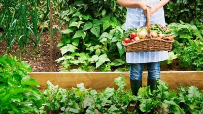 Capacitación de Huerta y Cultivo