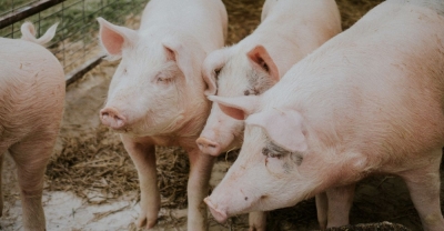 Técnico Auxiliar en Porcinos + IA