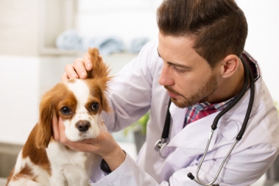 Cuidado y Crianza de Cachorros Caninos de Raza + IA (Premium con Doble Certificación)