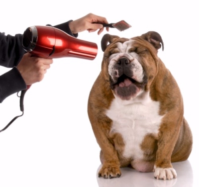Peluquería y Estética Canina + IA