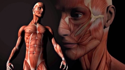Anatomía Humana + IA (Premium con Doble Certificación)