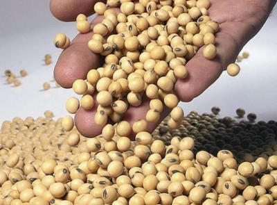 Programa de Certificación en Clasificador en Cereales: Cultivo y Producción