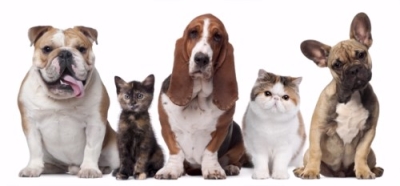 Técnico Auxiliar en Guarderías, Criaderos y Refugios para Animales de Compañía + IA (Premium con Doble Certificación)