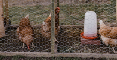 Diseño y Construcción de Instalaciones de Aves de Corral...