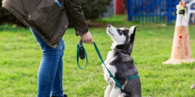 Capacitación en Adiestramiento Canino