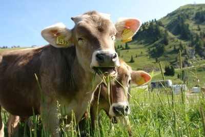 Inseminación, Reproducción y Genética de Animales Vacun...